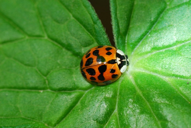ladybug beetle asian Multicolored