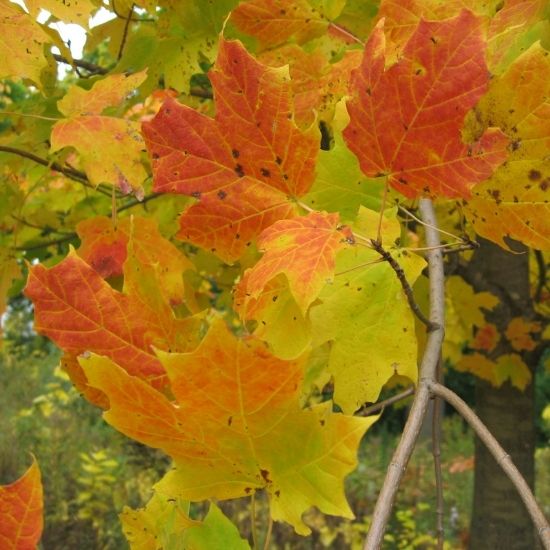 sugar maple leaves in fall color taken at Havenwoods State Forest