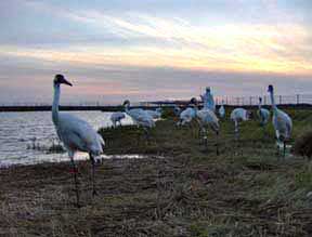Whoopers spending the winter in Florida at the Chassahowitska National Wildlife Refuge. Photo: © Operation Migration Whoopers spending the winter in Florida at the Chassahowitska National Wildlife Refuge. Photo: © Operation Migration