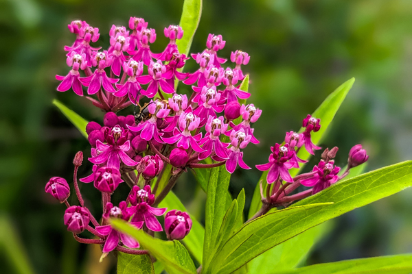 photo of the bright pink flowers of swamp milkweed