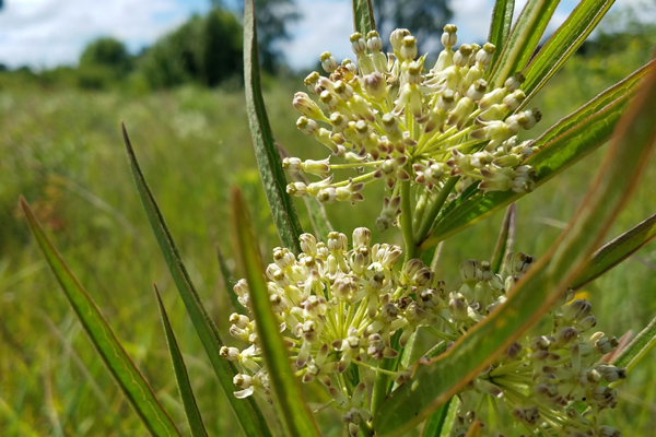 photo of tall green milkweed flowers