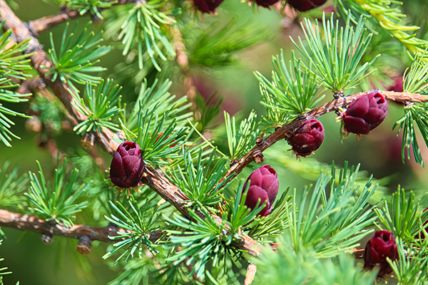 Tamarack Needles