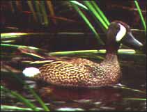 Blue-wing Teal (duck) Blue-wing Teal (duck)