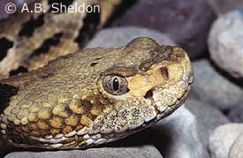 Timber Rattlesnake | EEK Wisconsin