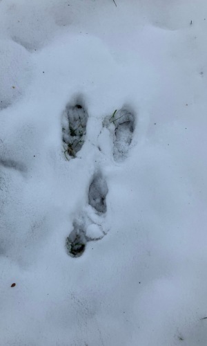 photo of rabbit tracks in the snow--the rabbit is hopping toward the top of the screen--the big back foot tracks landed in front of the smaller front feet tracks