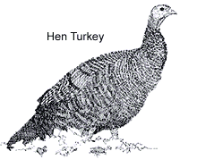 Turkey Hen