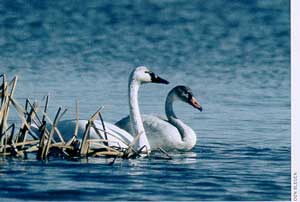 Tundra Swan
