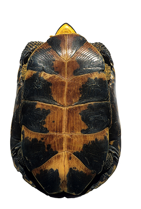 Turtle bottom Turtle bottom