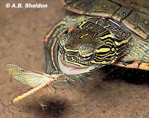 A painted turtle is about to eat a mayfly - yum! A painted turtle is about to eat a mayfly - yum!