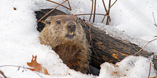 photo of groundhog emerging from snowy burrow