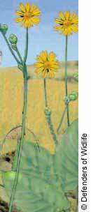 Prairie Dock