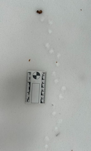 vole tracks by dexternienhaus (CC BY-NC 4.0) via iNaturalist photo of tiny vole tracks in the snow