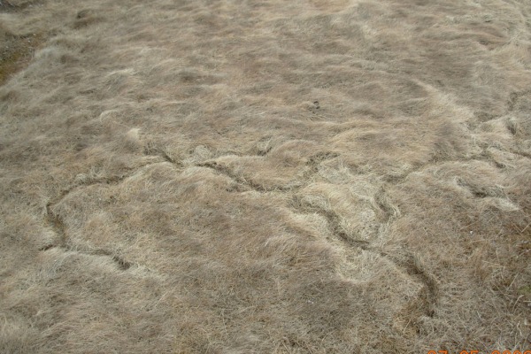 vole tunnels by J. Burke Korol (CC BY-NC 4.0) photo of grassy tunnels exposed after the snow melts