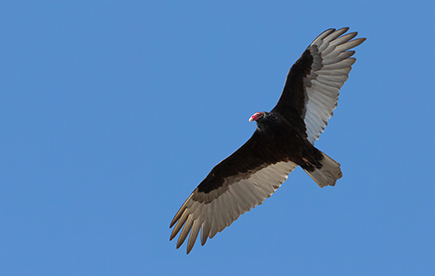 Vulture Gliding
