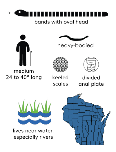 watersnake infographic
