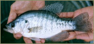 Southern Wisconsin's Early Spring Crappies