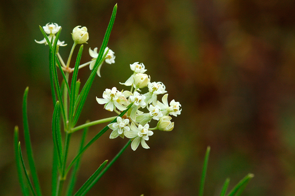 photo of white flowers of whorled milkweed