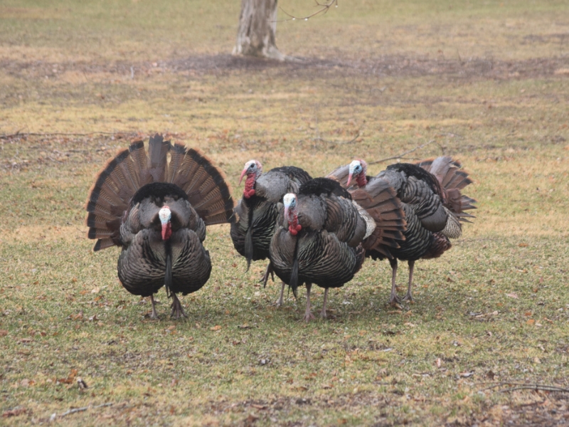 photo of several tom turkeys with their tail feathers fanned out wide