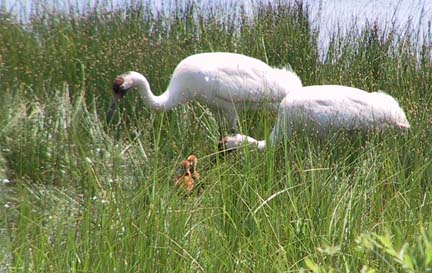 These cute, little chicks are a sign of success for the whooping crane reintroduction efforts taking place in Wisconsin. Here are the first wild-hatched chicks at Necedah National Wildlife Refuge when they were a few days old. Photo: Richard Urbanek, USFWS. These cute, little chicks are a sign of success for the whooping crane reintroduction efforts taking place in Wisconsin. Here are the first wild-hatched chicks at Necedah National Wildlife Refuge when they were a few days old. Photo: Richard Urbanek, USFWS.