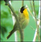 Common Yellowthroat Common Yellowthroat